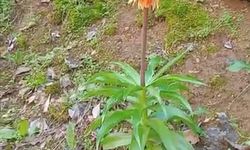 Bu çiçeği koparmanın cezası ikinci el araba fiyatını geçiyor