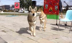 Bu Nevruz diğerlerinden farklı: Kurtlar alanda gezdi, şahin havada uçtu