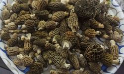 Buldan ormanlarında kuzugöbeği bereketi