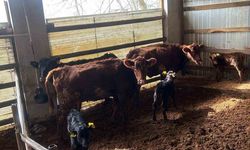 Çaycuma'da yeni doğan buzağılar kayıt altına alındı