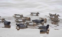Çıkrıkçın ördekleri Van Gölü sahilinde görüntülendi