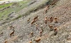 Dağ keçileri Palu Kalesi'nde