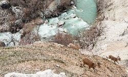 Dağ keçileri sürü halinde görüntülendi
