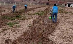 Denetimli serbestlik yükümlüleri 'Adalet Ormanı'nda meyve yetiştiriyor