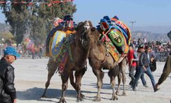 Deve güreşi takvimi belli oldu