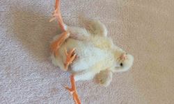 Diyarbakır'da dört ayaklı civciv şaşırttı