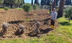 Edremit Meslek Yüksekokulu'nda lavanta bahçesi için dikim çalışmaları başladı
