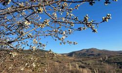 Emet'te badem ağaçları çiçek açtı
