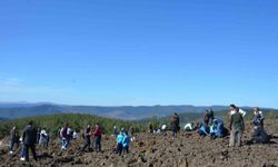 Emet'te zeytin fidanları toprakla buluştu