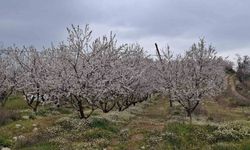 Erken çiçek açan ağaçlar don tehlikesiyle karşı karşıya