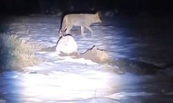 Erzincan'da aç kalan kurtlar köye indi