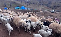 Erzincan'da baharın gelişiyle koyun-kuzu buluşmaları renkli görüntüler sundu