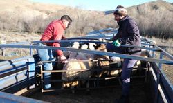 Erzincan'da besiciler 8 aylık göçe başladı