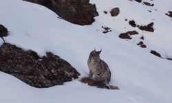 Erzincan'da 'Doğadaki Kız' nesli tükenme tehlikesi altındaki vaşağı görüntüledi