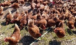 Ev kiraları şehirden kaçırdı, köyde 'gezen tavuk' çiftliği kurdu