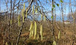 Fındıkta doğru bilinen yanlışlara karşı uyardı