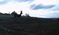 Ganos Dağları'nda karacalar fotokapana yakalandı