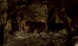 Hakkari'de aç ayılar mahalleye indi