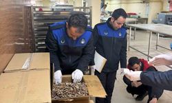 Haliliye'de 180 kilogram küflenmiş ceviz ele geçirildi