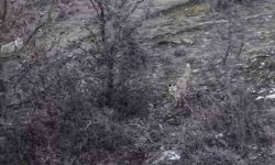 Hasköy'de tilkilerin dron ile imtihanı