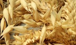 Hüyük'te yulaf üretimine demonstrasyon desteği