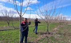 Iğdır'da çiftçilere uygulamalı meyve ağacı budama eğitimi