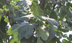 İncir üretiminde yenilenebilir enerjinin etkisi araştırılacak