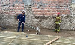 Kapalı inşaat çukuruna düşen köpeği itfaiye kurtardı