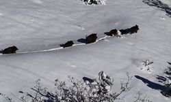 Karlı arazide ilerleyen domuz sürüsü havadan görüntülendi