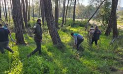 Kesilen basralı dallar arıcılar için ormana bırakıldı