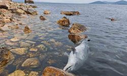Kınalıada Sahili'nde üzücü görüntü: Ölü yunus kıyıya vurdu