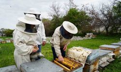 Kış uykusundan uyanan arılar Erzincan'da yeni sezona hazırlanıyor