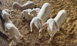 Kurbanlıklar görücüye çıkmaya başladı