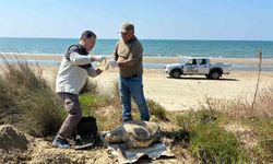 Kuşadası'nda deniz kaplumbağası ölümleri artıyor: Bir haftada 7 kayıp