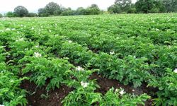 Kütahya'da patates üreticilerine 'Bitki Pasaportu' uyarısı