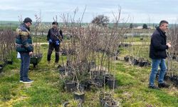 Lüleburgaz'da fidan satış noktalarına denetim