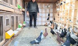 Memurluğu bırakıp güvercin yetiştiricisi oldu, otomobil fiyatına satıyor