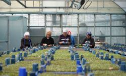 Milyonlarca sebze fidesi profesyonel ellerde üretiliyor