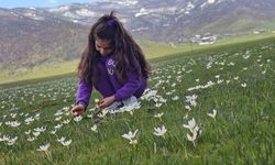 Muş Ovası çiğdemlerle renklendi