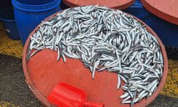 Pazarda hamsinin kilosu 200 liraya çıktı