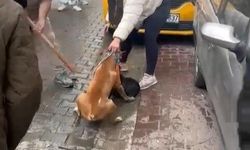 Pitbull saldırısı kameraya yansıdı: Köpek barınağa alındı