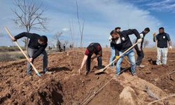 Şanlıurfa Büyükşehir Belediyesi'nden 20 bin çınarlık yeşil hamle