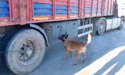 Şanlıurfa'da narkotik köpeği milyonluk uyuşturucu sevkiyatına geçit vermedi