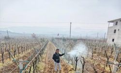 Sarıgöl'de ölü kol hastalığıyla mücadele başladı