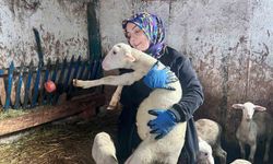Şehir hayatını bırakıp üretime yöneldi: Kadın girişimci Fransız koyunlarıyla dikkat çekiyor