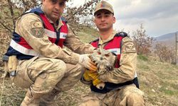 Siirt'te nesli tehlike altındaki kulaklı baykuş koruma altına alındı