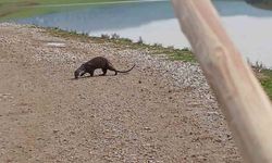 Siirt'te nesli tükenme tehlikesi altındaki su samuru görüntülendi