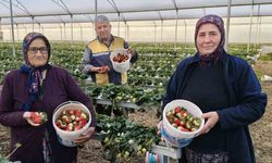 Silifke'de örtü altı çilekte bahar hasadı: Kilosu 140 ile 160 TL arasında