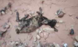 Şırnak'ta sel göçerleri vurdu: Hayvanlar telef oldu, çadırlar sular altında kaldı