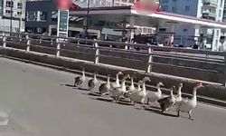 Sivas'ta kazların geçidi böyle görüntülendi